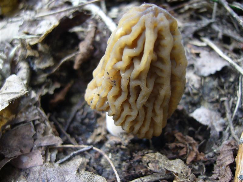 Morchellaceae